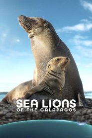 فيلم Sea Lions of the Galapagos 2025 مترجم