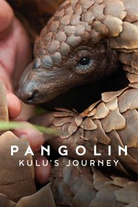 فيلم Pangolin: Kulu’s Journey 2025 مترجم