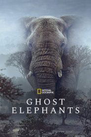 فيلم Ghost Elephants 2026 مترجم